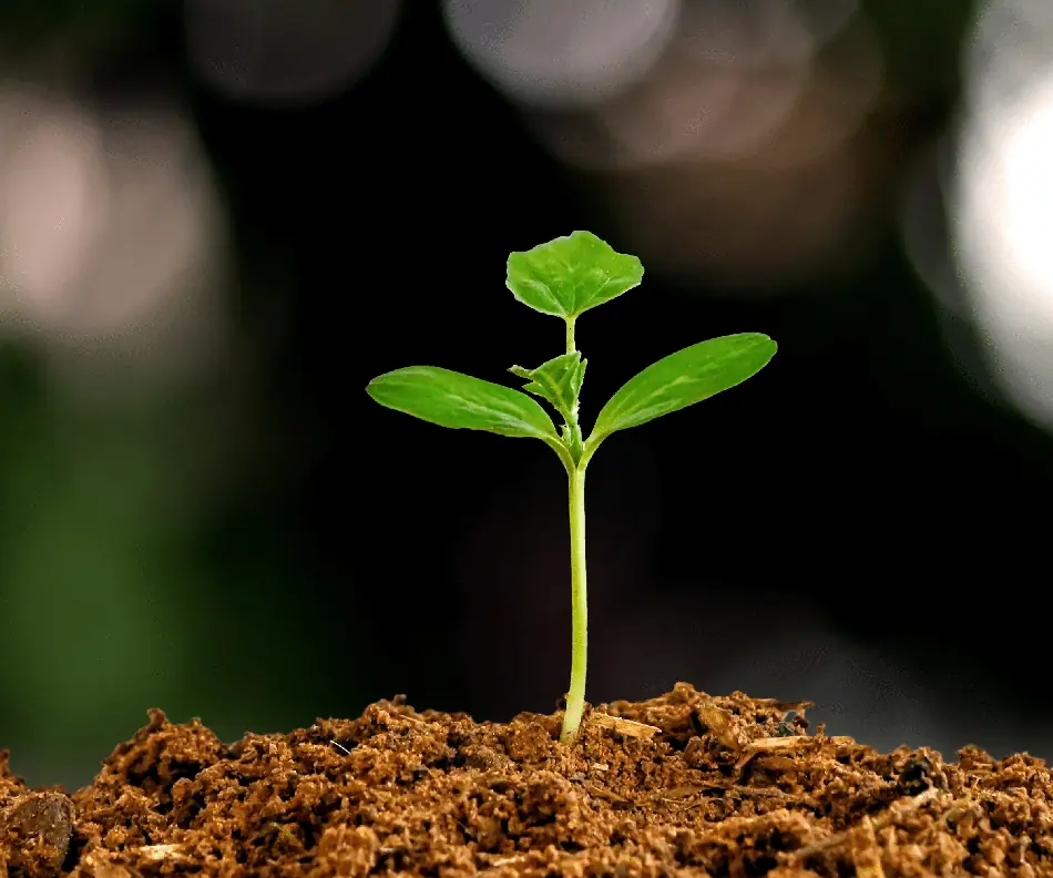 fiduciary-growth fiduciary-growth